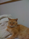 kataineko