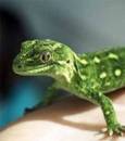 green-gecko