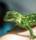 green-geckoさん